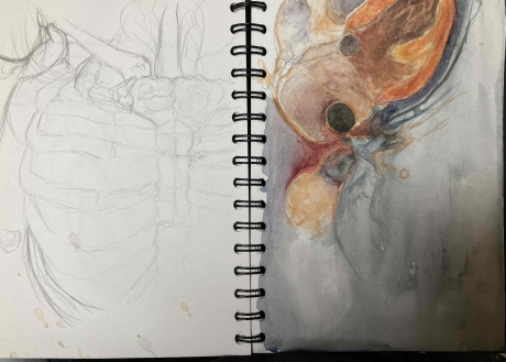 sketches